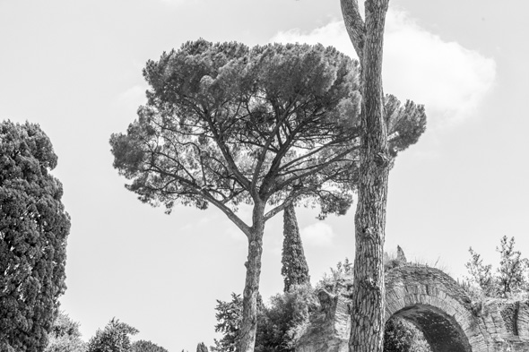 Roman trees